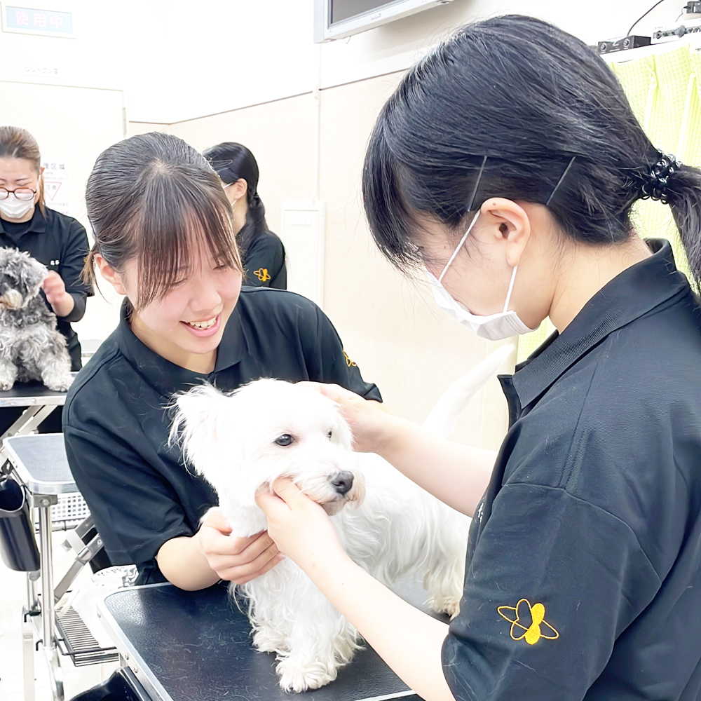 1年生の保定実習
